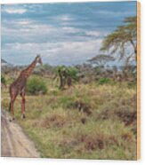 Giraffe In Serengeti Plains Wood Print