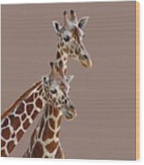 Giraffe Pair - Transparent Wood Print