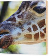 Giraffe Snack At The Philadelphia Zoo Wood Print
