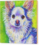 Colorful Cute Longhaired Chihuahua Dog Wood Print