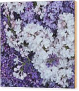Glorious Lilacs Wood Print