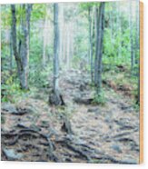 Glowing Forest Trail Wood Print