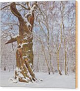 Gnarled Oak Tree In Fresh Snow, Sherwood Forest, Nottingham, England Wood Print