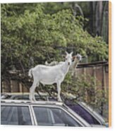 Goats On Cars On Bonaire Wood Print