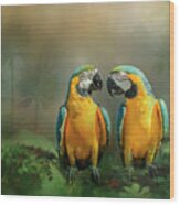 Gold And Blue Macaw Pair Wood Print