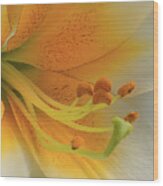 Gold Daylily Close-up Wood Print