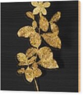 Gold Gardenia Botanical Illustration On Black Wood Print