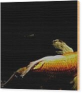 Gold Koi Against The Darkness Wood Print