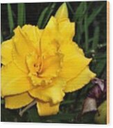 Gold Ruffled Day Lily Wood Print