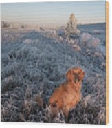 Golden Dog On A Frosty Dawn Wood Print