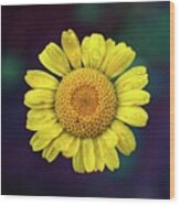 Golden Marguerite Wood Print