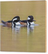 Golden Mergansers Wood Print