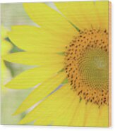 Golden Sunflower Wood Print