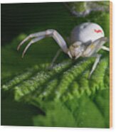Goldenrod Crab Spider Wood Print
