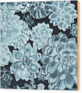 Gorgeous Juicy Succulent Plants Wall Contemporary Decor In Teal Blue Iii Wood Print
