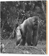 Gorilla In A Zoo Black And White Wood Print