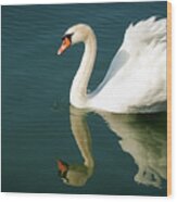 Graceful White Swan Floating Wood Print