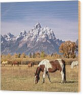 Grand Teton Horses Wood Print