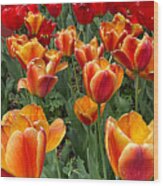 Grand Tulips Wood Print