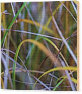 Nature Photography - Rainbow Grass Wood Print
