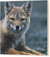Gray Fox (pseudalopex Griseus) Resting In Alpine Meadow Wood Print