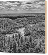 Gray Scale Outdoors Pinelands Wood Print