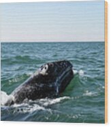 Gray Whale 1b Wood Print