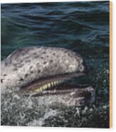 Gray Whale 5a Wood Print