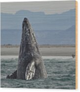 Gray Whale Breach Wood Print