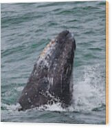 Gray Whale Spyhopping Wood Print