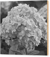 Grayscale Hydrangea Bloom Wood Print