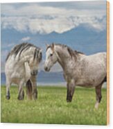 Great Basin Stallions. Wood Print