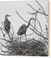 Great Blue Heron 12 Wood Print