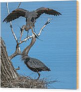 Great Blue Heron 19 Wood Print