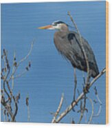 Great Blue Heron 21 Wood Print