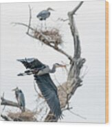 Great Blue Heron 5 Wood Print