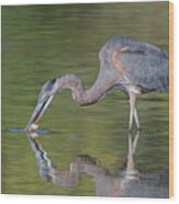 Great Blue Heron 9862-102121-2 Wood Print