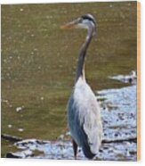 Great Blue Heron At Amico Island, New Jersey Wood Print