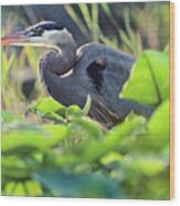 Great Blue Heron In Lily Pads Wood Print