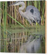 Great Blue Heron In The Wetlands Wood Print