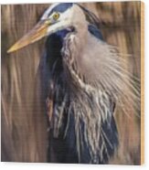 Great Blue Heron Portrait I Wood Print