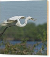 Great Egret 2014-16 Wood Print