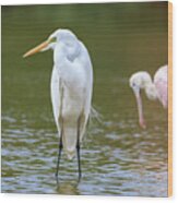 Great Egret And Roseate Spoonbill Wood Print