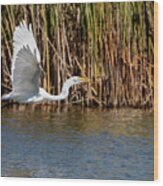 Great Egret Flying Low Wood Print