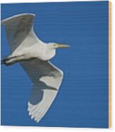 Great Egret In Flight Wood Print