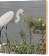 Great Egret In Photo Session 4 Wood Print