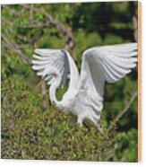 Great Egret Landing Wood Print