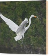 Great Egret With Fish #9212 Wood Print