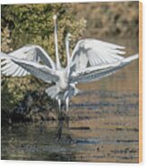 Great Egrets 4869-010521-3 Wood Print