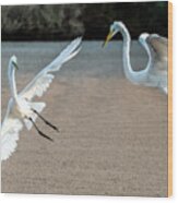 Great Egrets Face-off 3028-071221-2 Wood Print